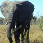 elefant-malawi